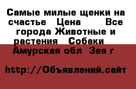 Самые милые щенки на счастье › Цена ­ 1 - Все города Животные и растения » Собаки   . Амурская обл.,Зея г.